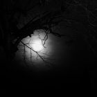 nature fine night - moonlight eye