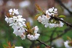 nature fleurs de cerisier