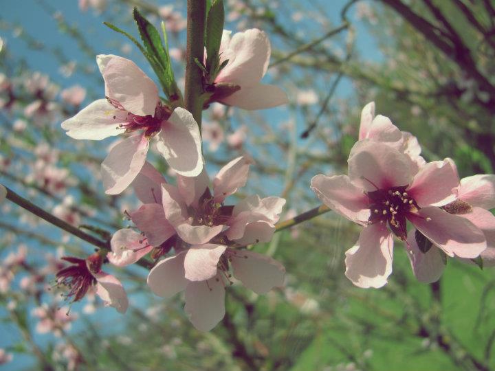 #nature #flowers #tree