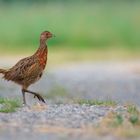 nature fragment #13862/2022K3III - Fasan (Phasianus colchicus) - juvenil