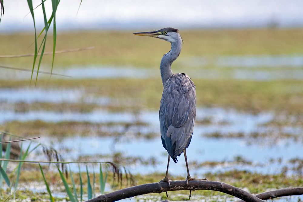 nature fragment #14547/2022 - Graureiher (Ardea cinerea)