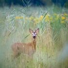 nature fragment #15719/2022EM1II - Rehbock (Capreolus capreolus)