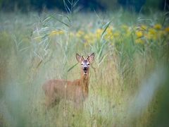 nature fragment #15719/2022EM1II - Rehbock (Capreolus capreolus)