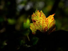 nature fragment #2300735/2023KP - Herbstleuchten | 2