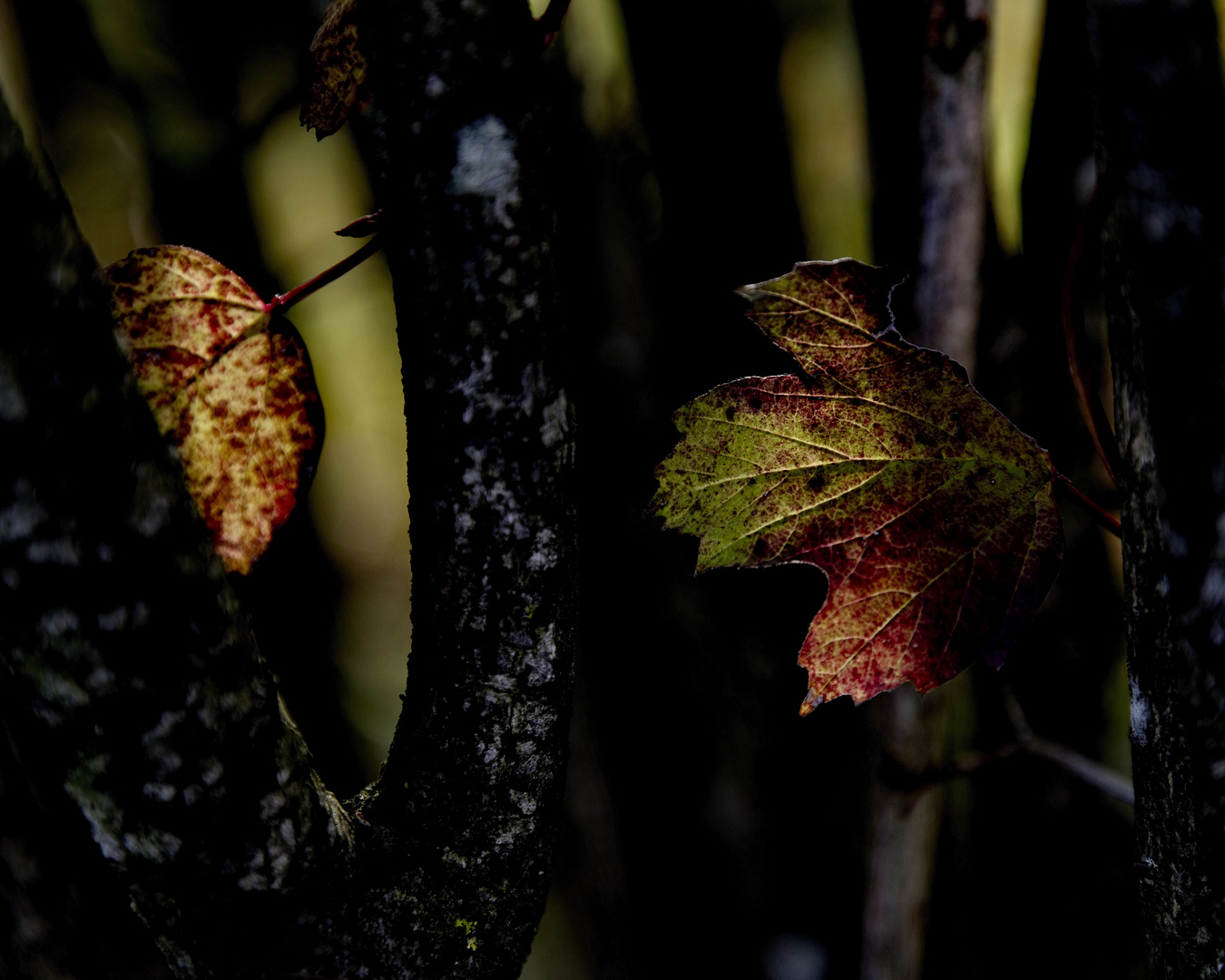 nature fragment #2300797/2023KP - Herbstleuchten | 4