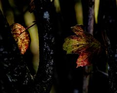 nature fragment #2300797/2023KP - Herbstleuchten | 4