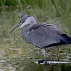 nature fragment #2308645/OM1 - Graureiher (Ardea cinerea)