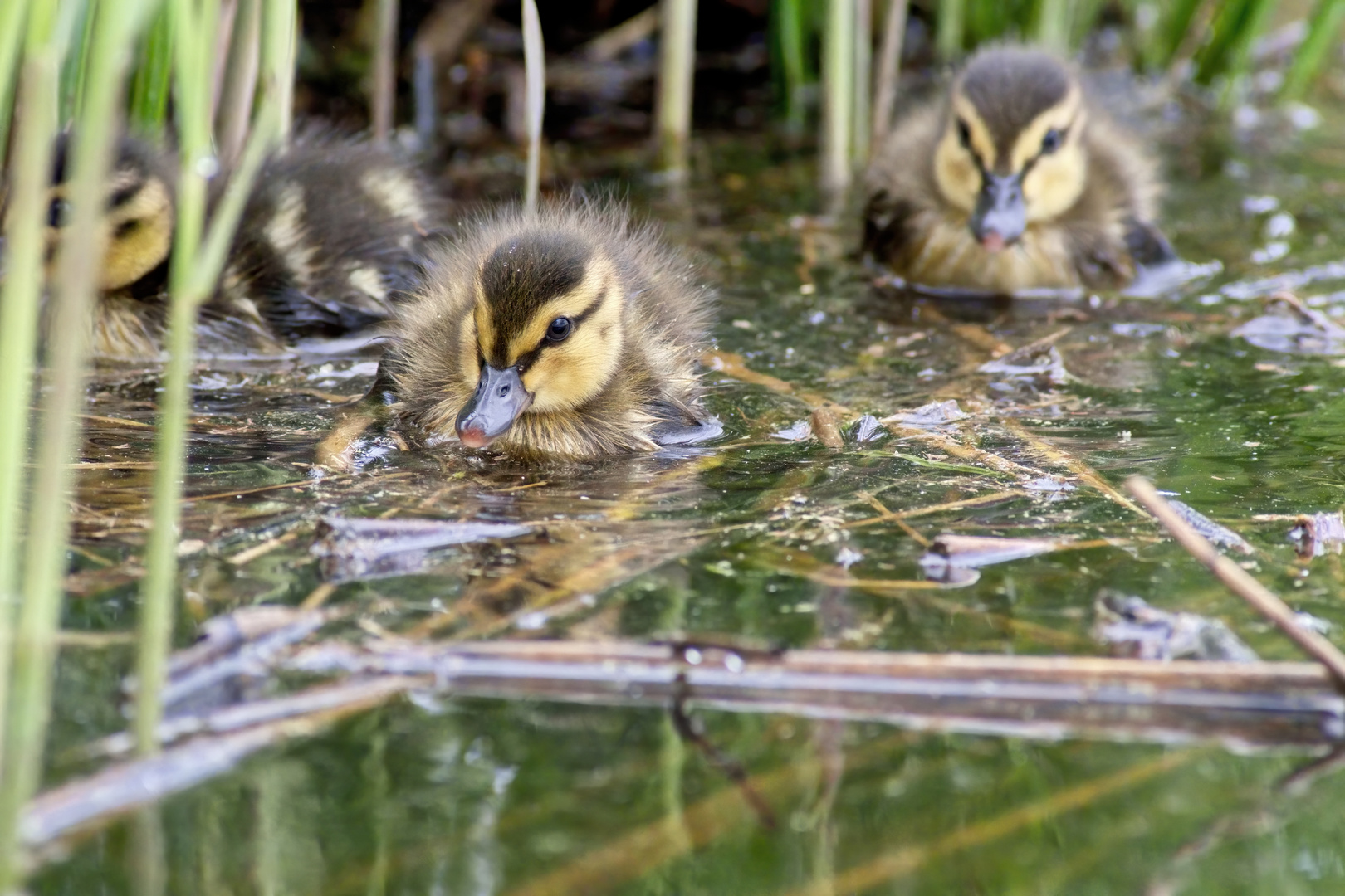 nature fragment #3981/2022K3III - ducklings