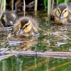 nature fragment #3981/2022K3III - ducklings