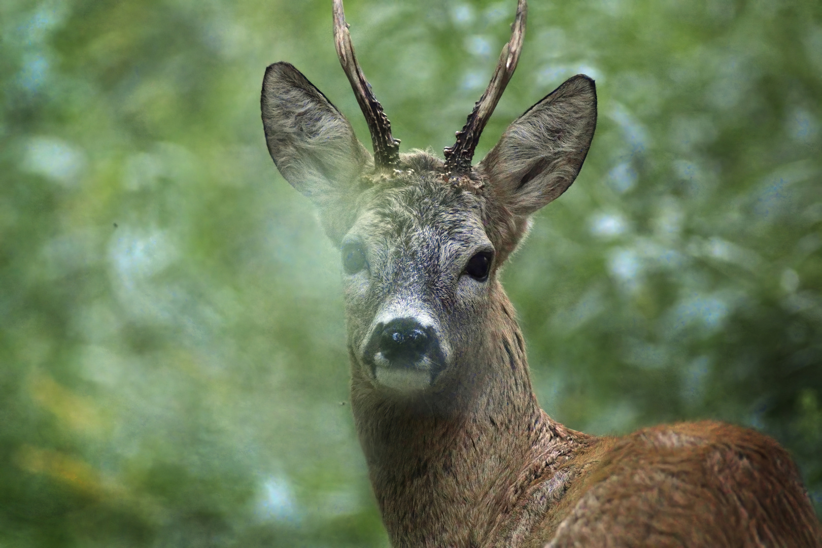 nature fragment #4168/2022K3III - Rehbock (Capreolus capreolus)