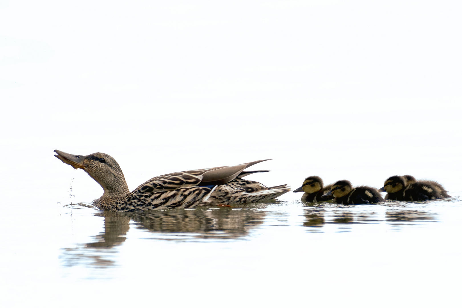 nature fragment #4769/2022K3III - duck and ducklings