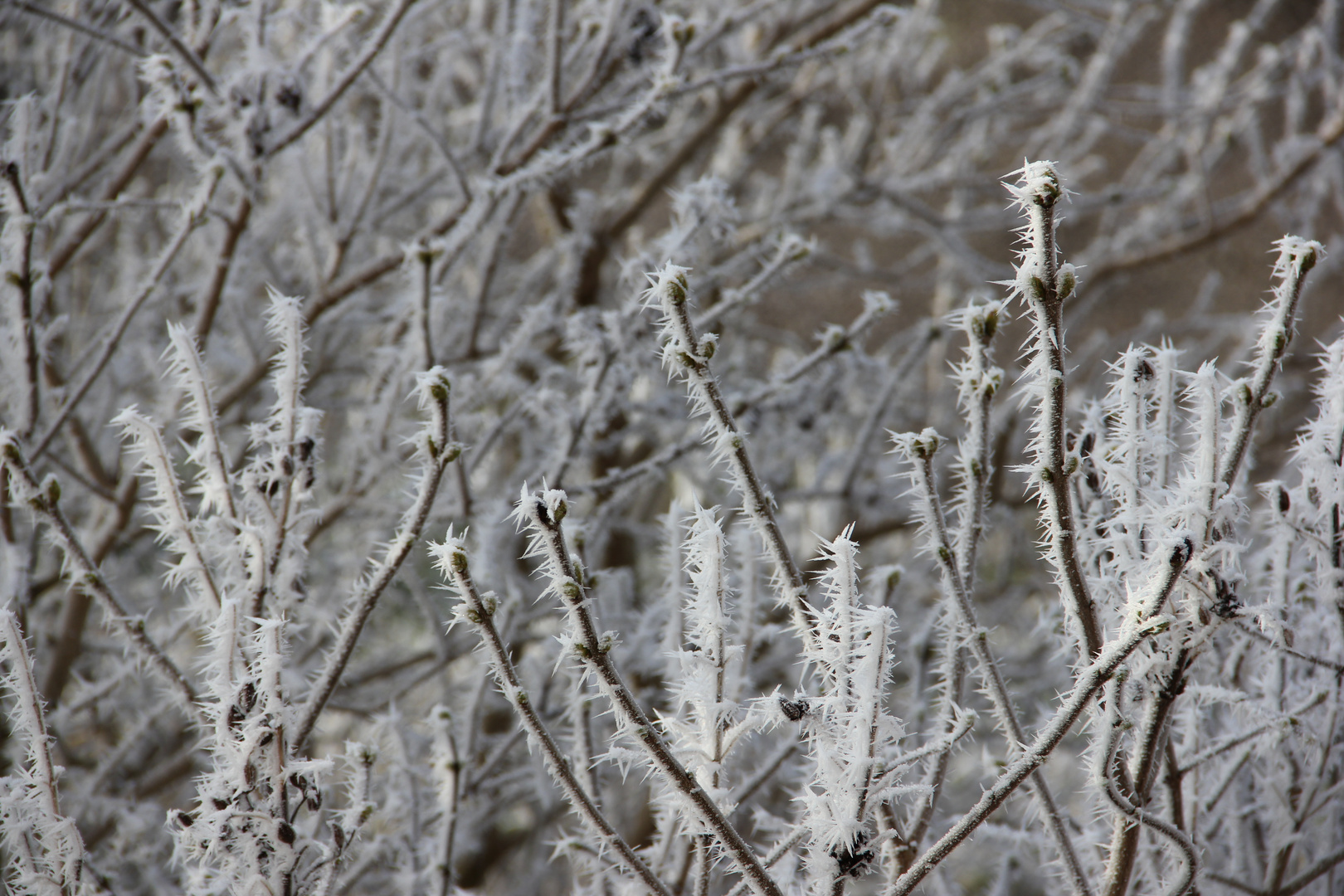 Nature givrée