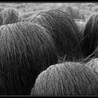 Nature Hair