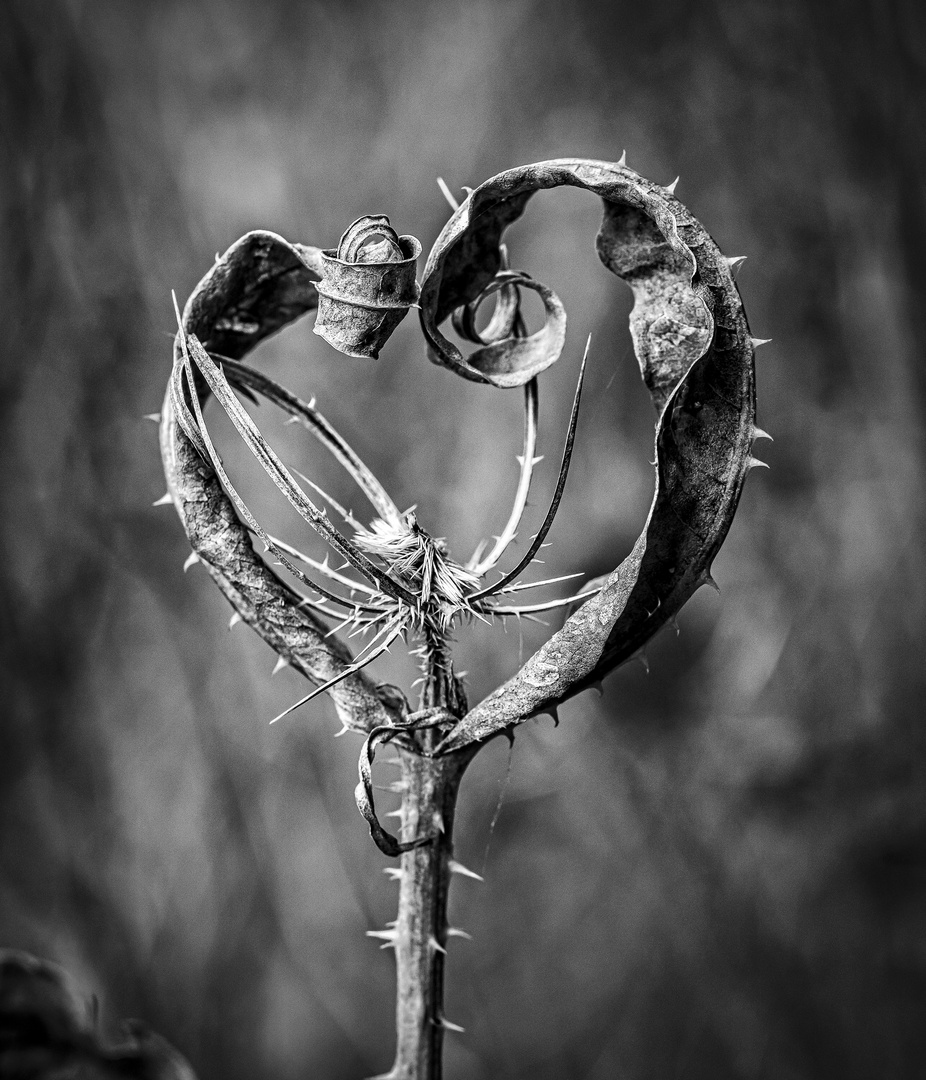 nature heart