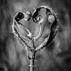 nature heart