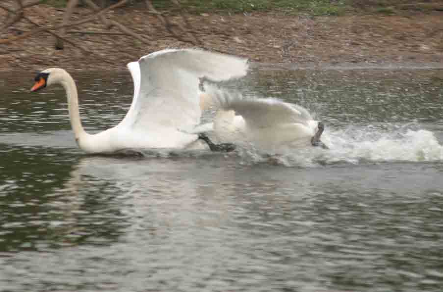 Nature, human reflecting animal