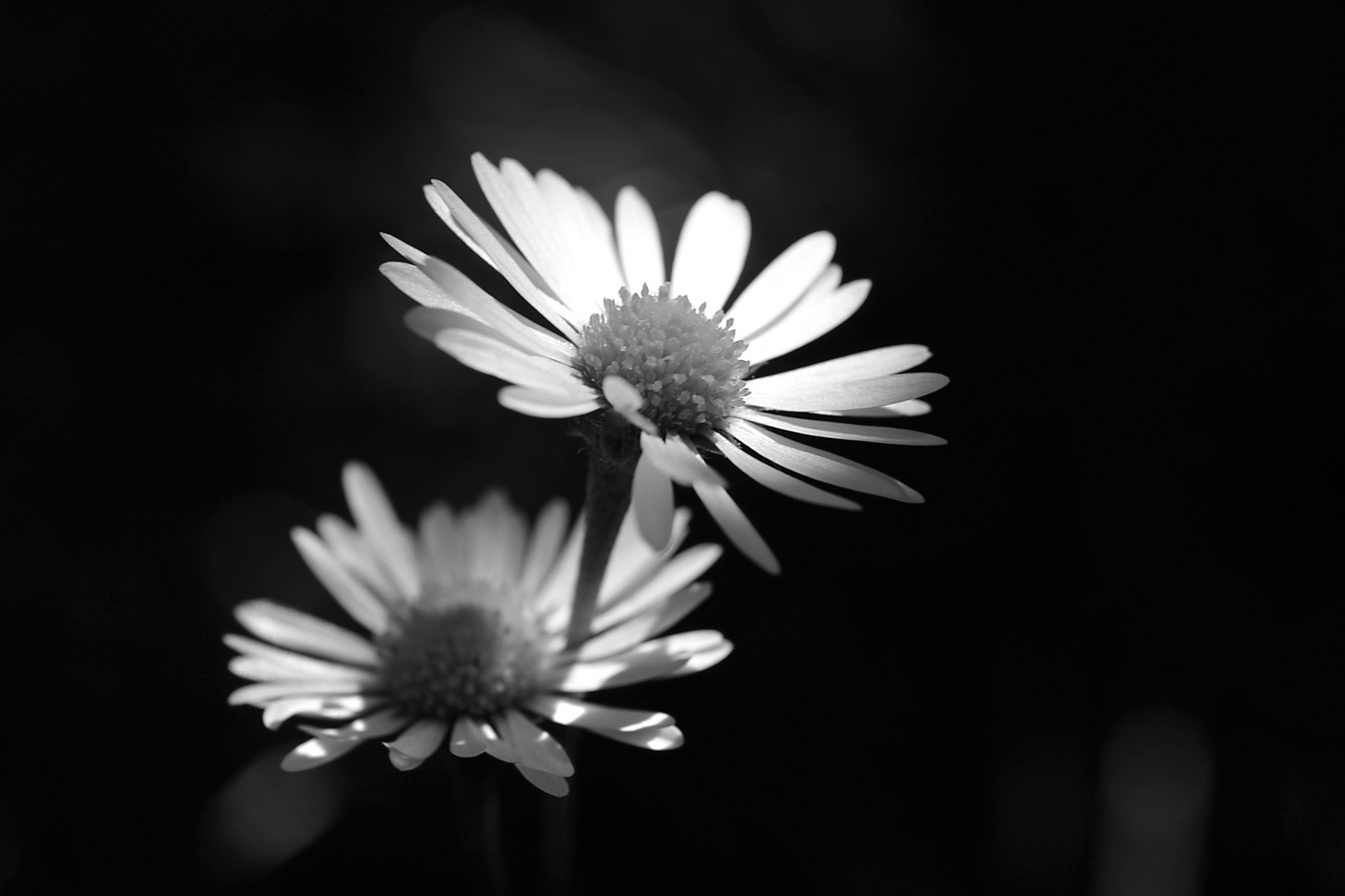Nature in black and white I