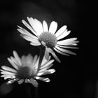 Nature in black and white I