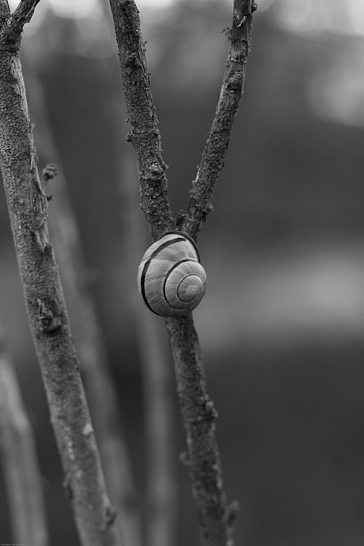 Nature in B&W