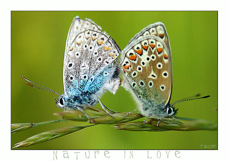 Nature in Love