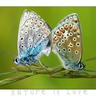 Nature in Love