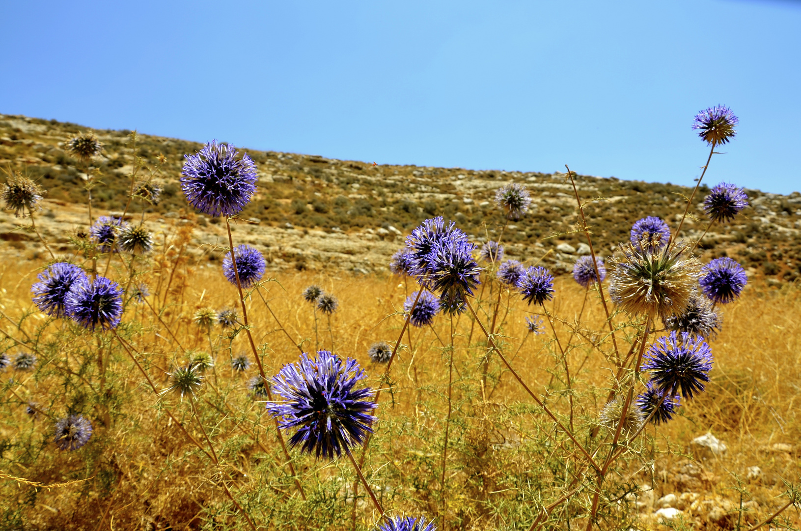 Nature in Palestine