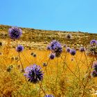 Nature in Palestine