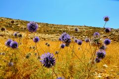 Nature in Palestine