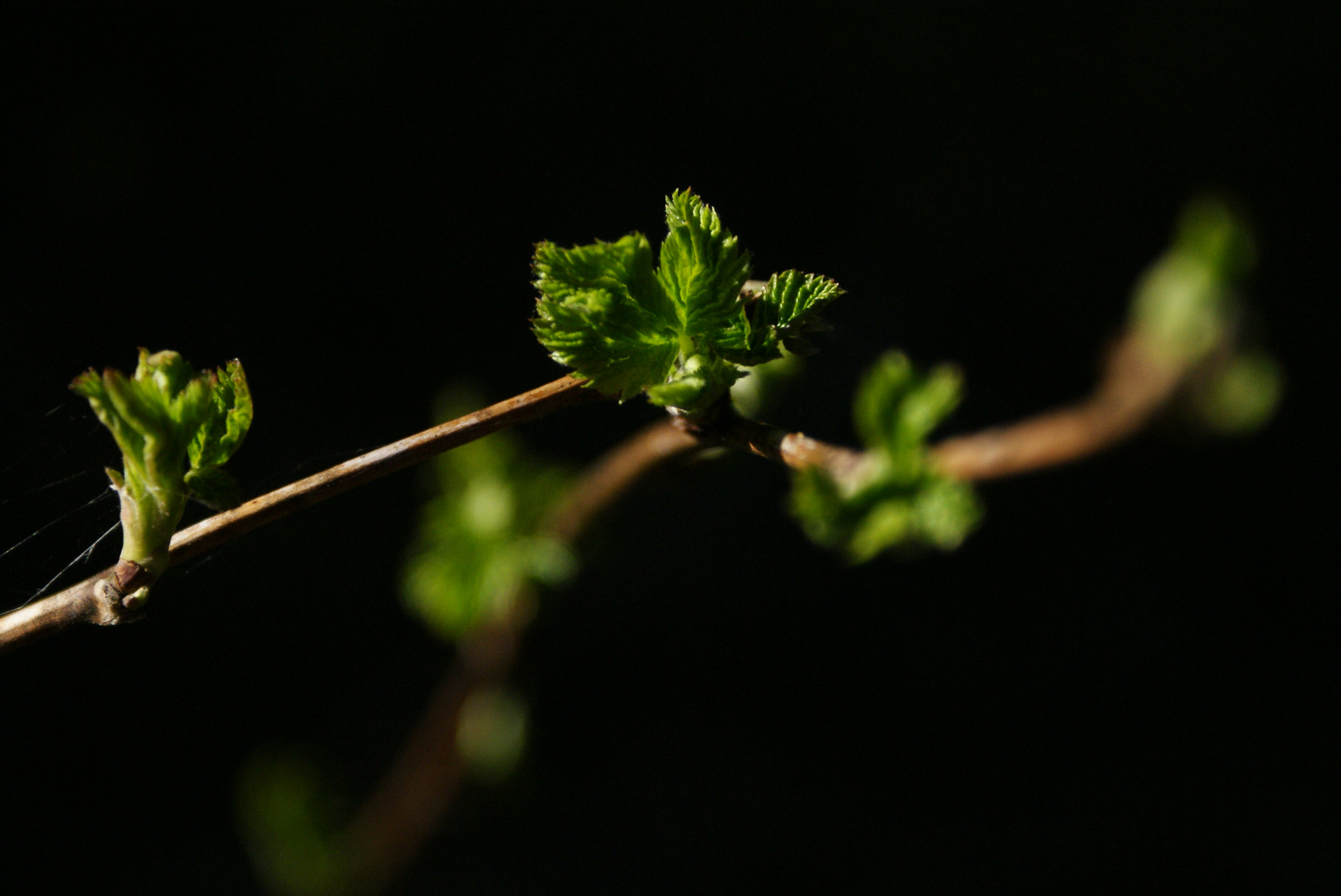 Nature in Spring