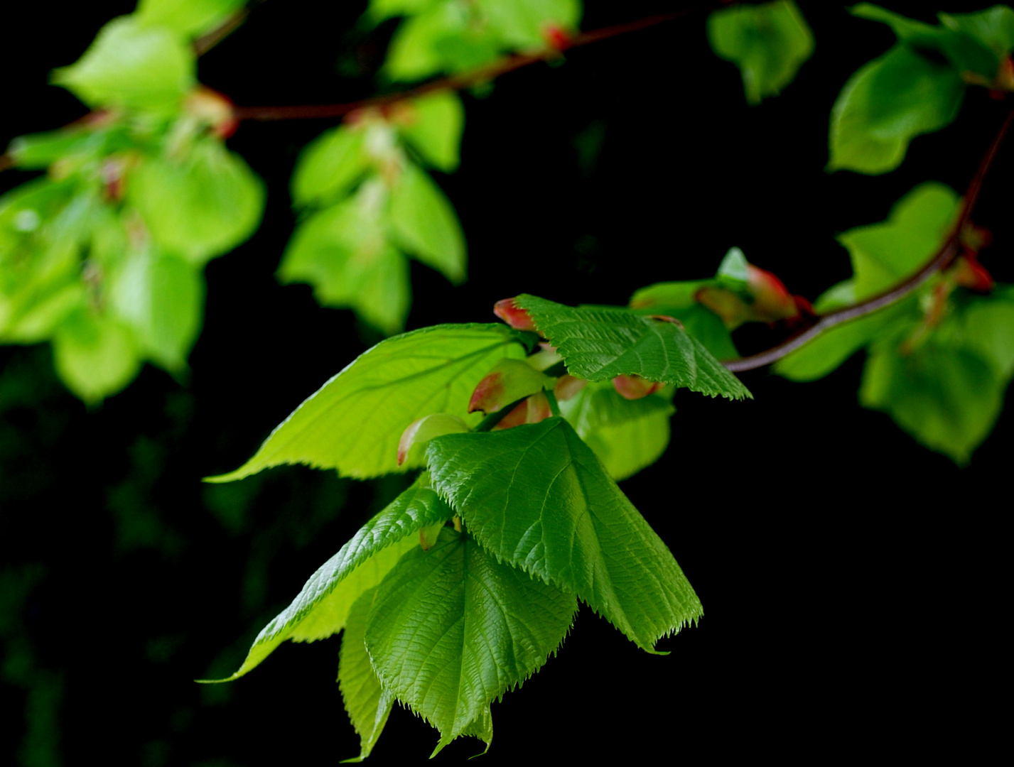 Nature in the dark