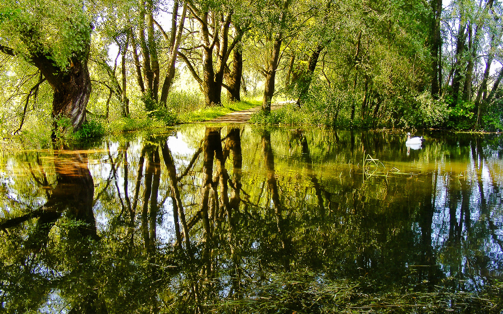 Nature in the mirror