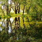 Nature in the mirror