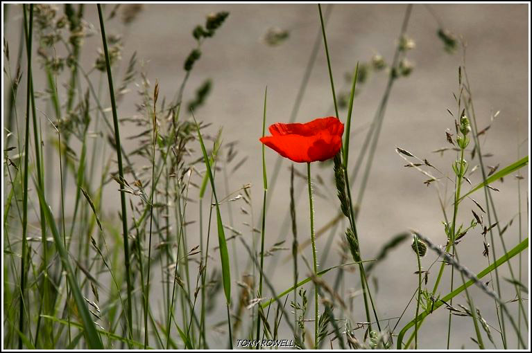 NATURE IN THE NATURE RESERVE .