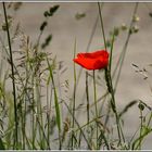 NATURE IN THE NATURE RESERVE .