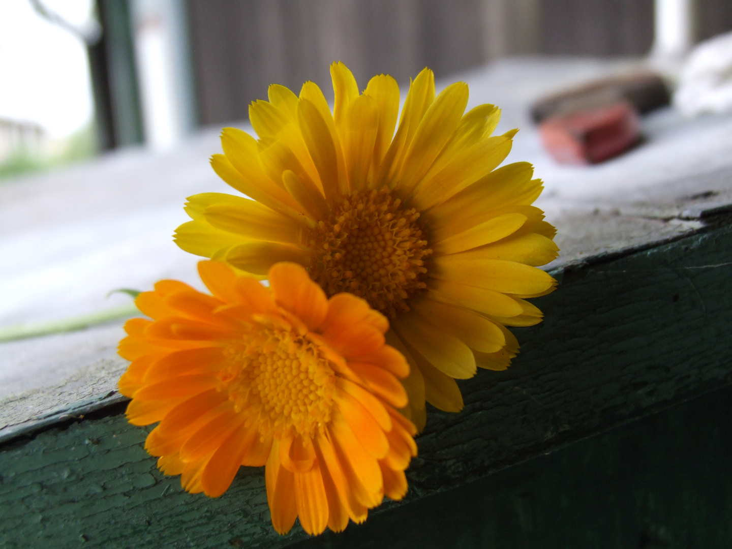 Nature in the old house