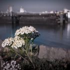 Nature in the Rotterdam harbour