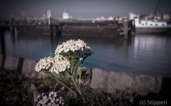 Nature in the Rotterdam harbour