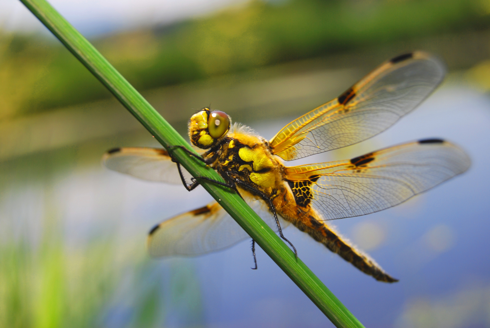 Nature in the Summertime