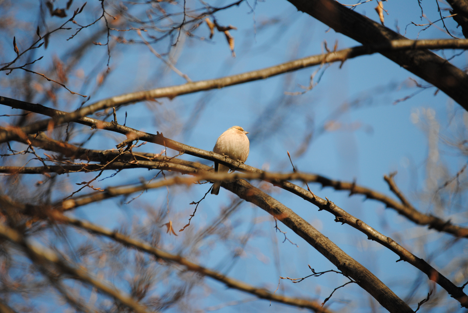 Nature in Turin