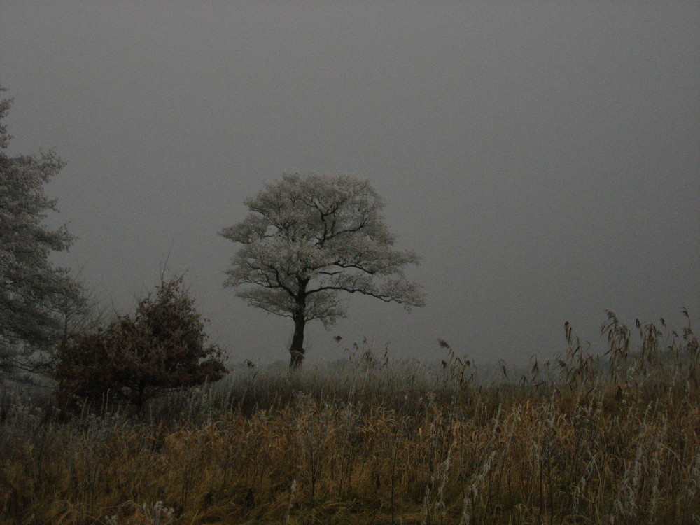 nature in winter