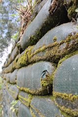 nature is taking over the bunker