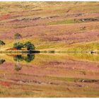 ~~ Nature Kaleidoscope ~~