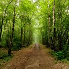 Nature .... La Forêt de Vallin, Isère 