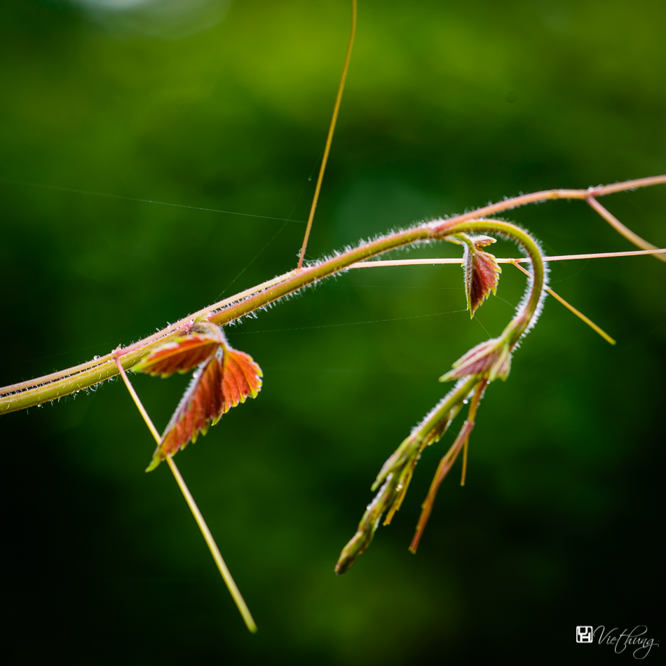 Nature lines