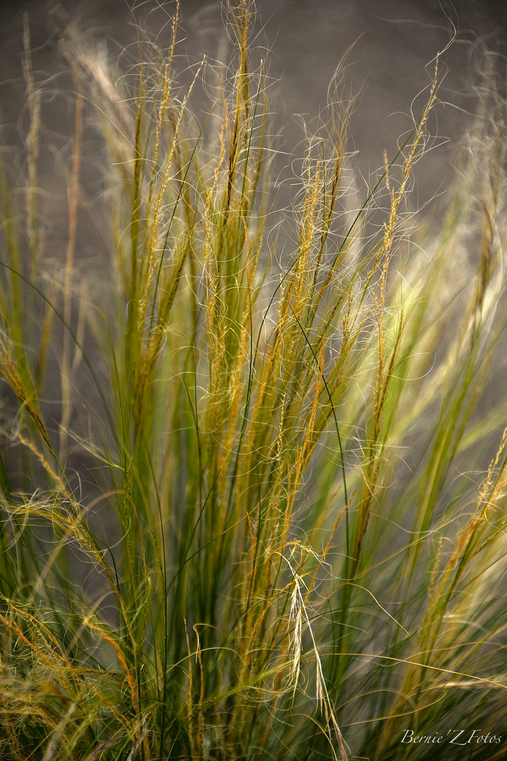 nature luxuriante