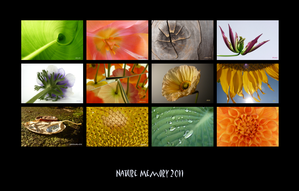 . nature memory 2011 .