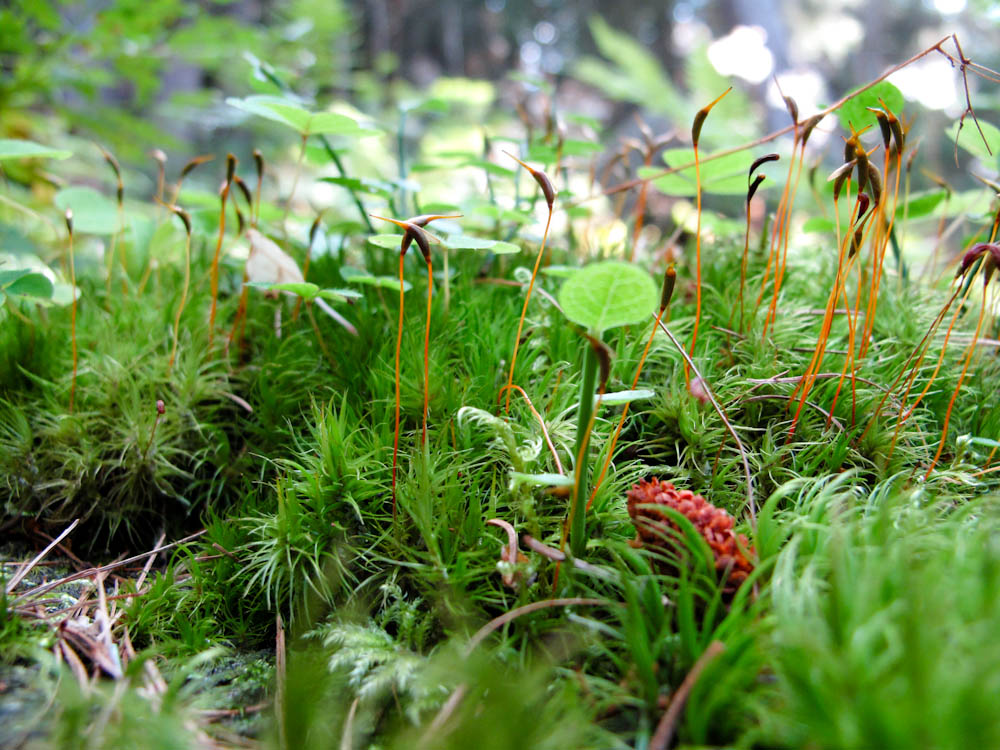 Nature miniature