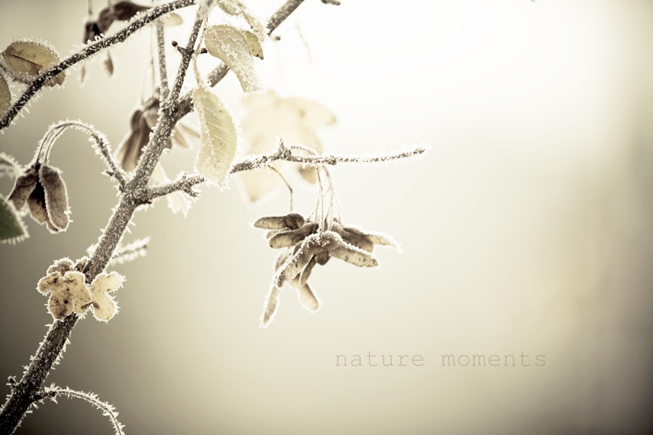.nature moments.