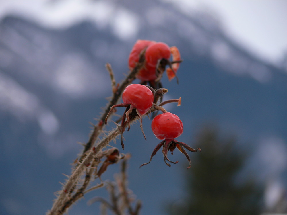 Nature Morte