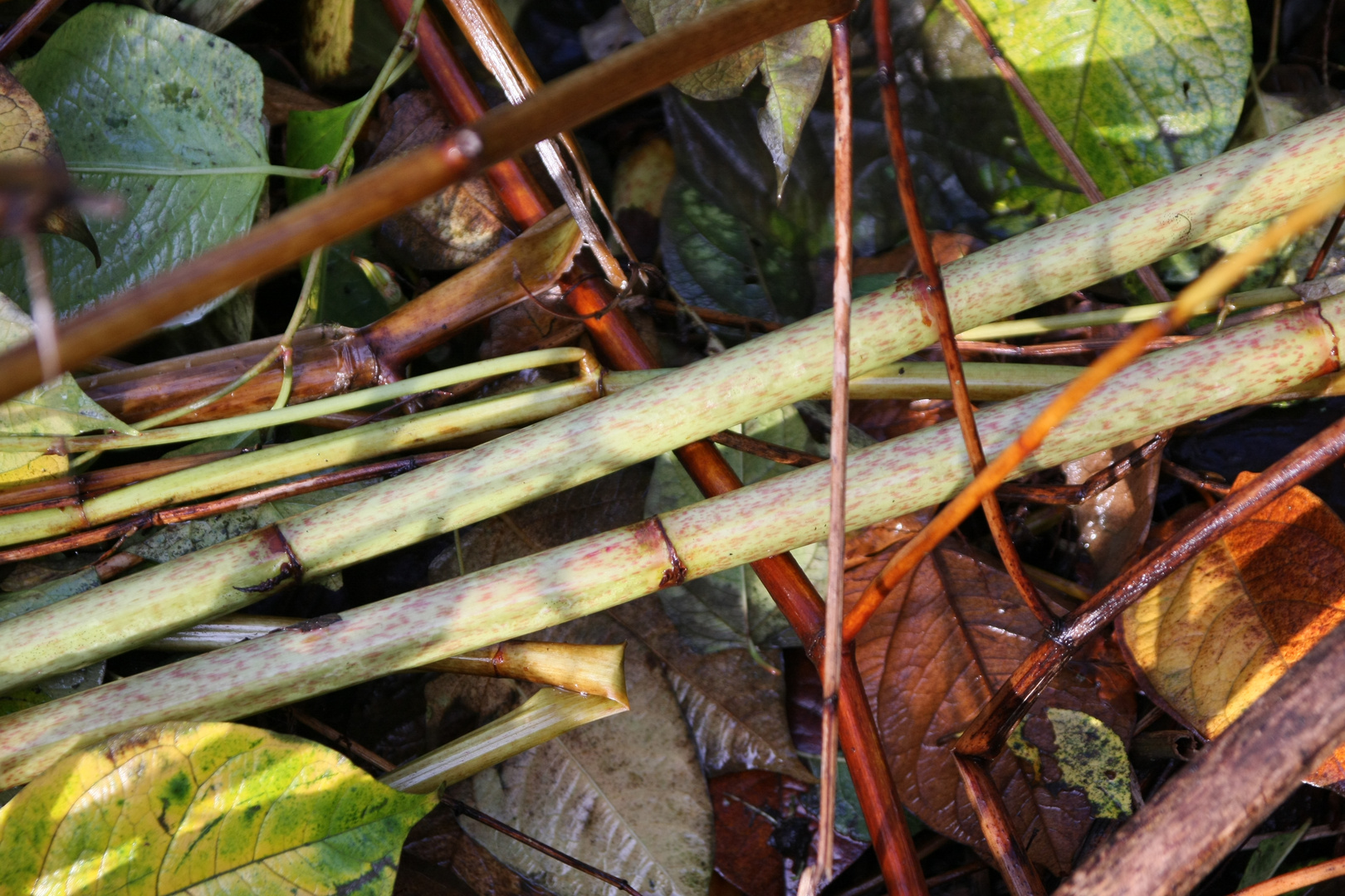 nature morte a la reserve naturel